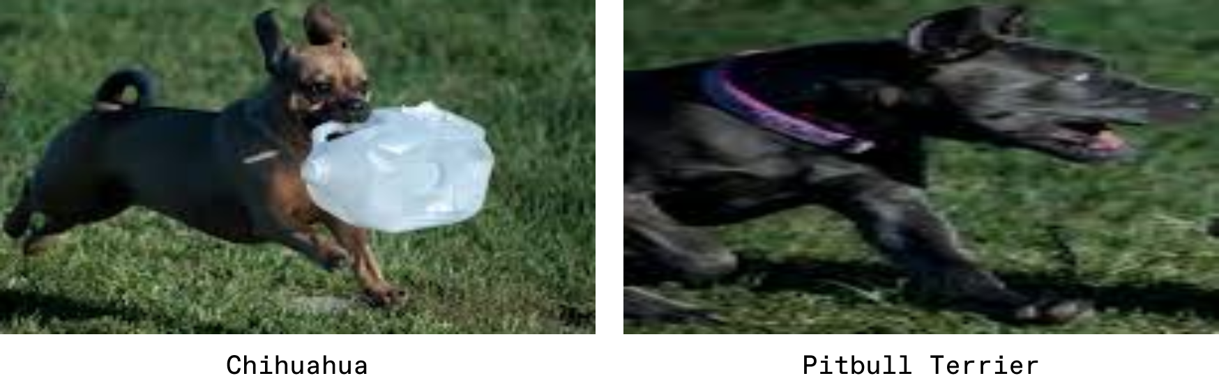 Detected dogs with breed labels